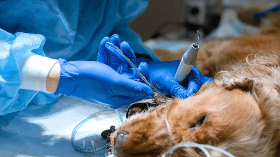 Periodontal disease through the surgery loupes and the microscope lens