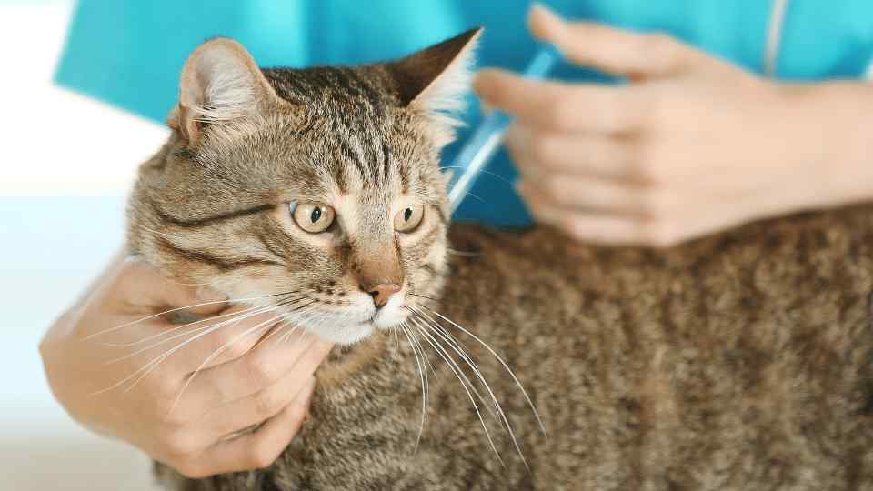 Side Effects Hyperthyroidism In Cats Treatment Cost Radioactive