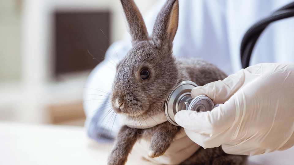 Reducing aggressive behaviour in rabbits Veterinary Videos & Podcasts