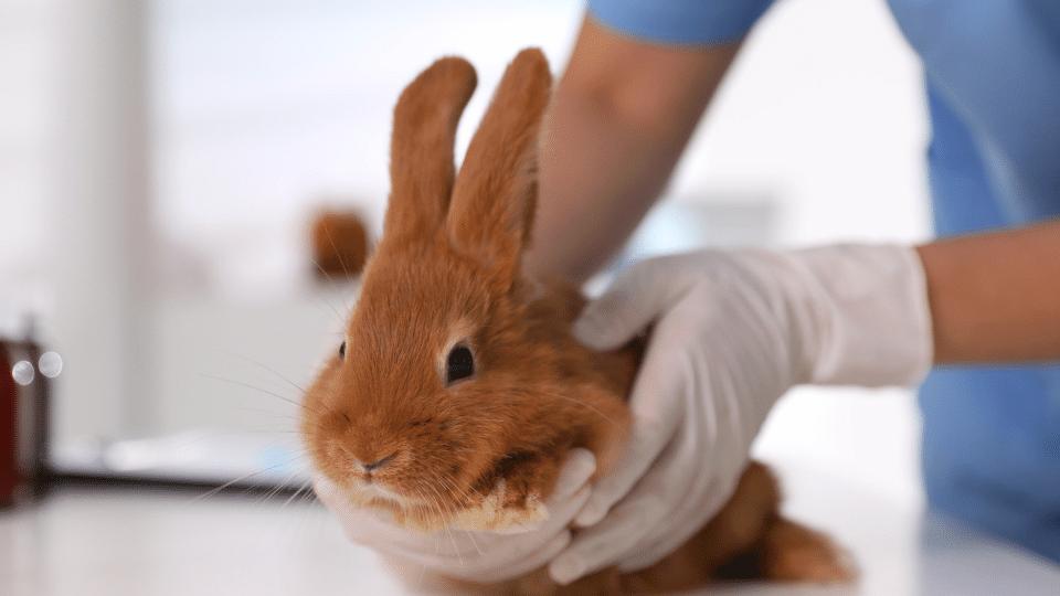 Reducing stress in the rabbit patient Veterinary Videos & Podcasts