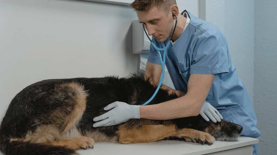 Caring for the big heart: An update on canine DCM Caring for the