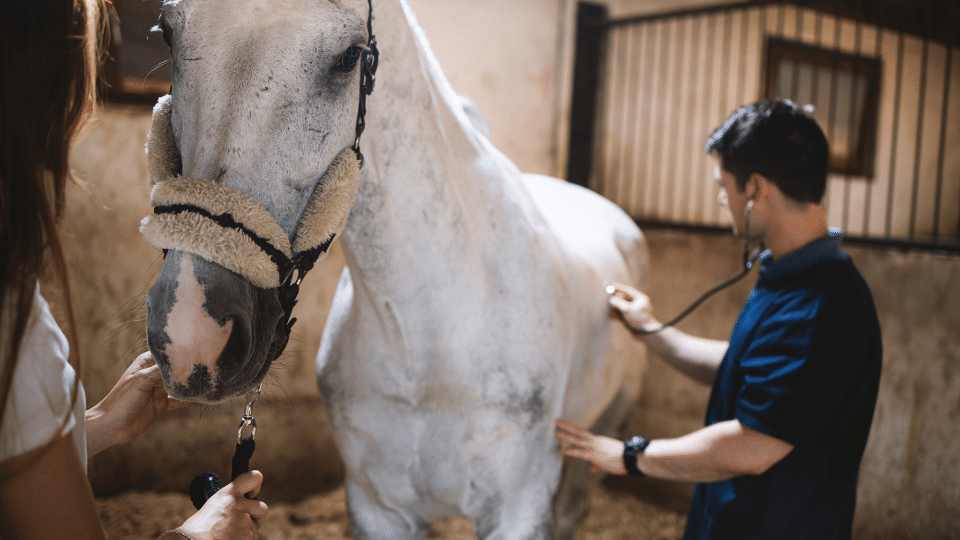 The Impact of liver fluke on the welfare of horses Veterinary Videos