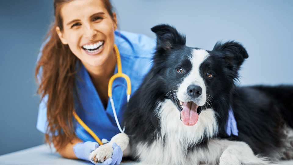 The problem of persistent proteinuria! Veterinary Videos & Podcasts