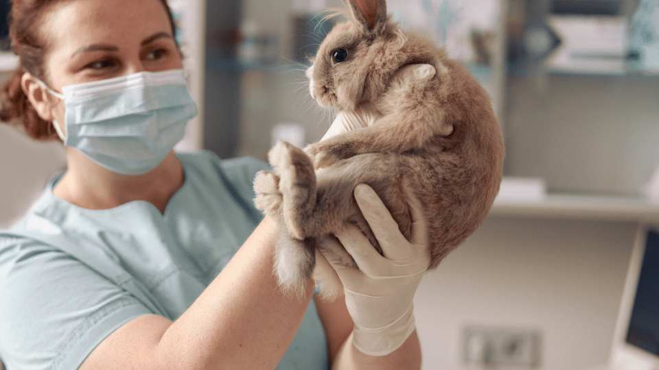 The Rabbit Consultation a basic guide to seeing rabbits Veterinary