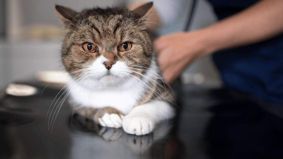 Treating urinary infections in cats Part 1 | Treating urinary ...