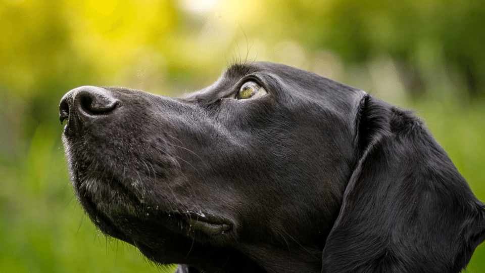 Why do our patients go blind? Acute blindness in companion animals Veterinary Videos