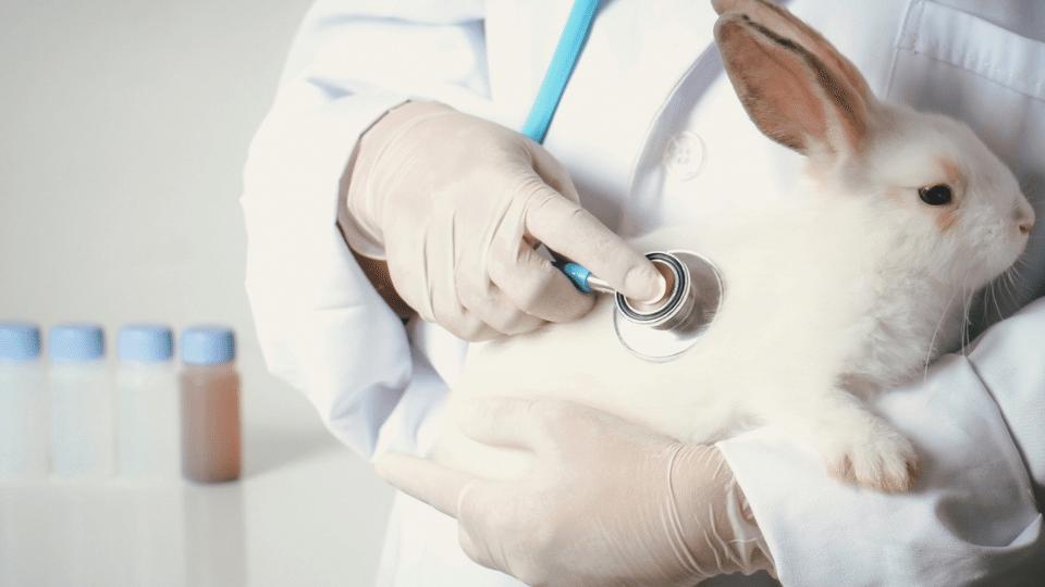 Why don’t rabbits like being picked up? Veterinary Videos & Podcasts