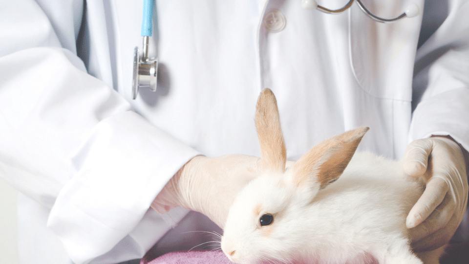 Why, When, and How to Neuter Rabbits A Step By Step Guide