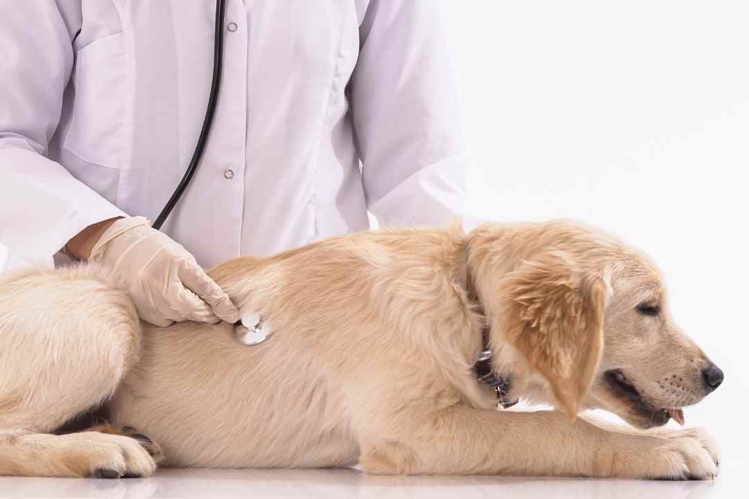 RACE Approved CPD inars Veterinary Videos & Podcasts The inar Vet