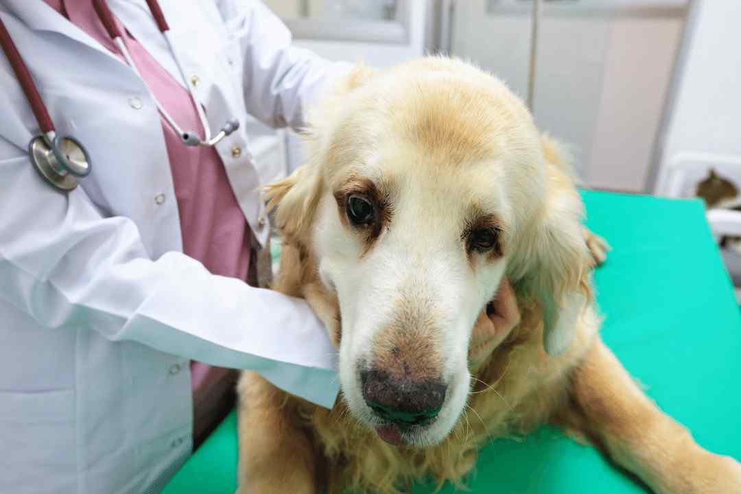 Hyperadrenocorticism (Cushings disease) Video The Webinar Vet