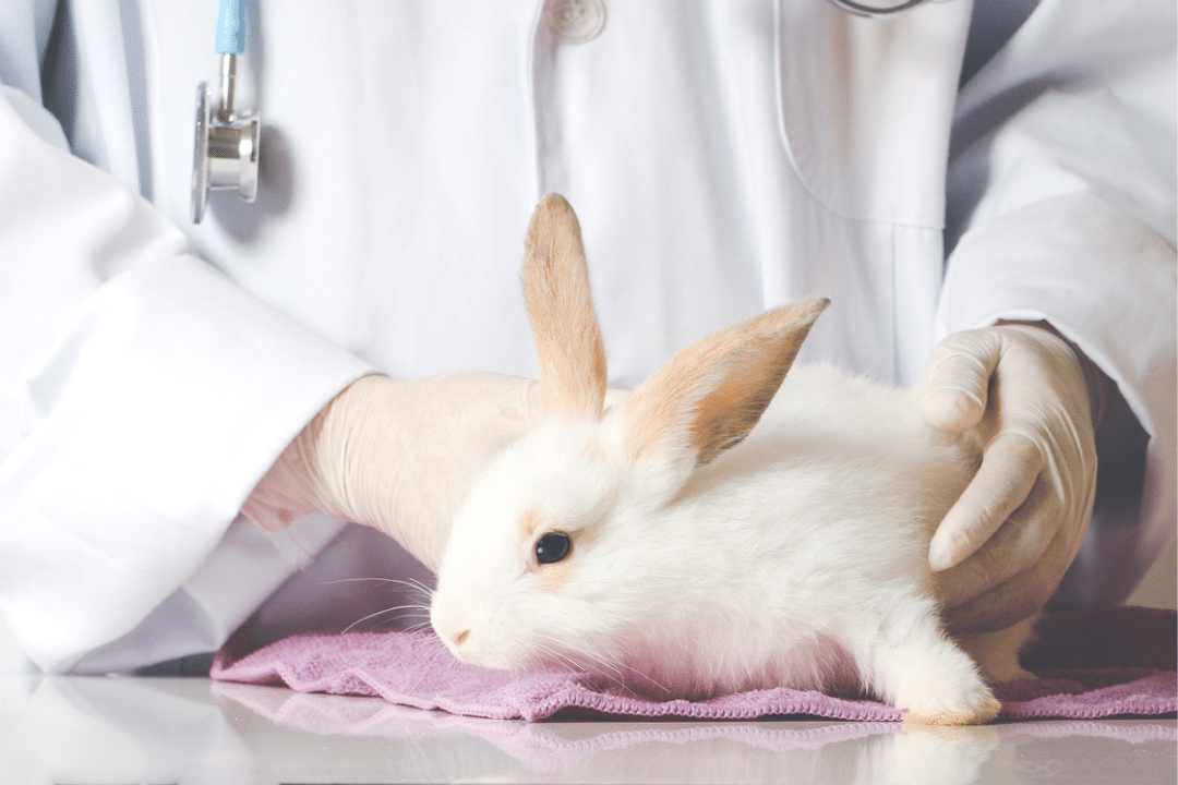 Rabbit reproductive disease and how to neuter Rabbit